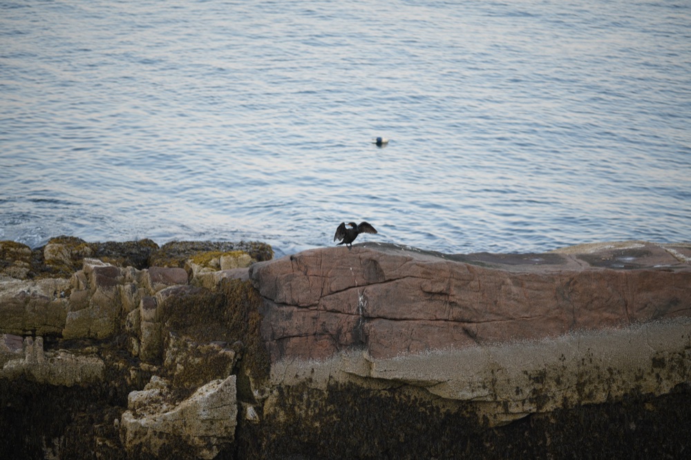 A cormorant spreading its wings on a rocky shoreline beside rippling water.